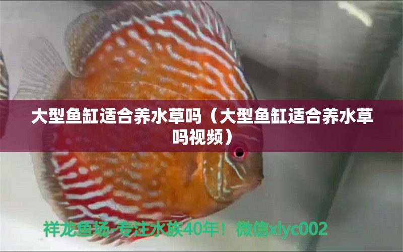 大型魚缸適合養(yǎng)水草嗎（大型魚缸適合養(yǎng)水草嗎視頻） 水草