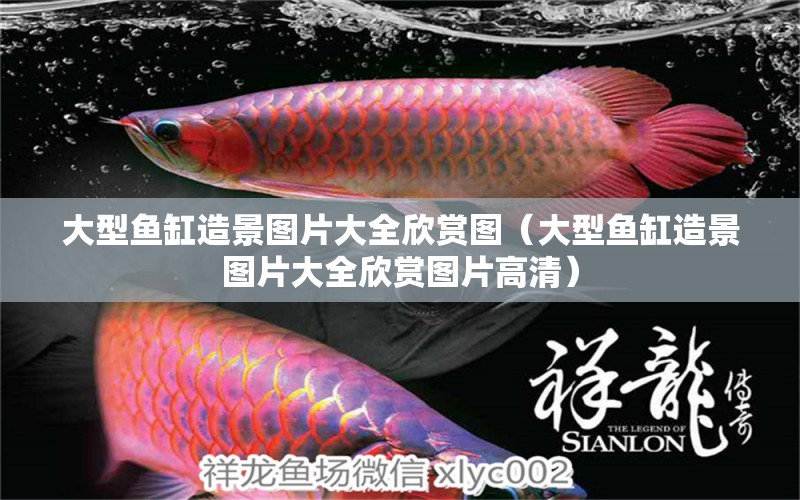 大型魚缸造景圖片大全欣賞圖（大型魚缸造景圖片大全欣賞圖片高清）