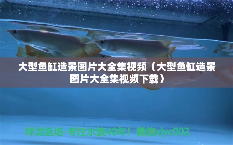 大型魚缸造景圖片大全集視頻（大型魚缸造景圖片大全集視頻下載） 其他品牌魚缸