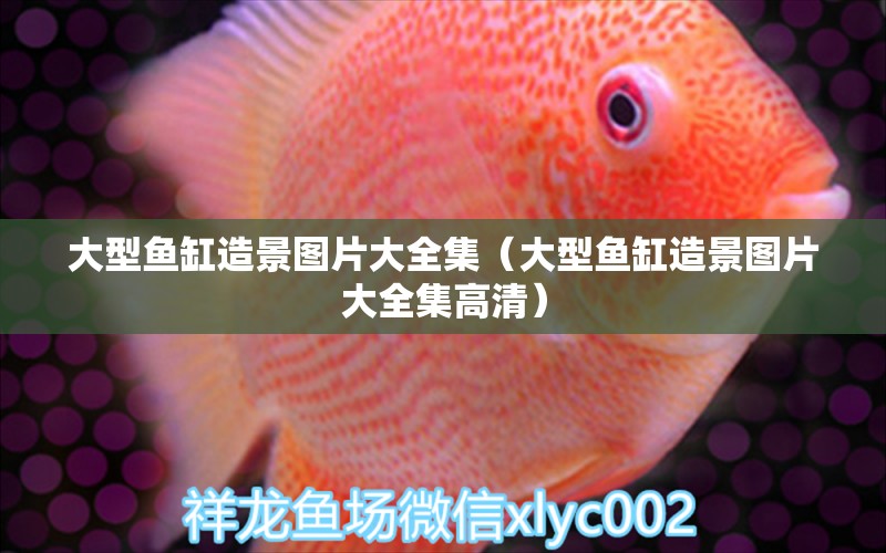 大型魚缸造景圖片大全集（大型魚缸造景圖片大全集高清） 其他品牌魚缸