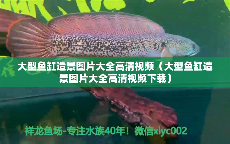 大型魚缸造景圖片大全高清視頻（大型魚缸造景圖片大全高清視頻下載）