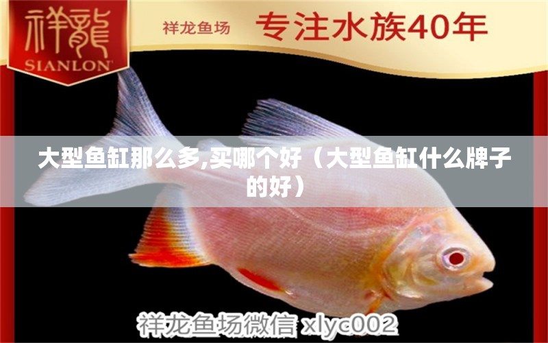 大型魚缸那么多,買哪個(gè)好（大型魚缸什么牌子的好）