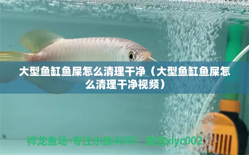 大型魚(yú)缸魚(yú)屎怎么清理干凈（大型魚(yú)缸魚(yú)屎怎么清理干凈視頻）