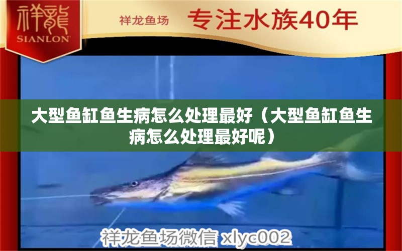 大型魚缸魚生病怎么處理最好（大型魚缸魚生病怎么處理最好呢）