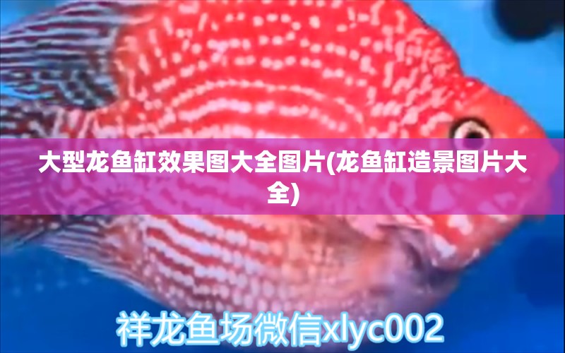 大型龍魚缸效果圖大全圖片(龍魚缸造景圖片大全)