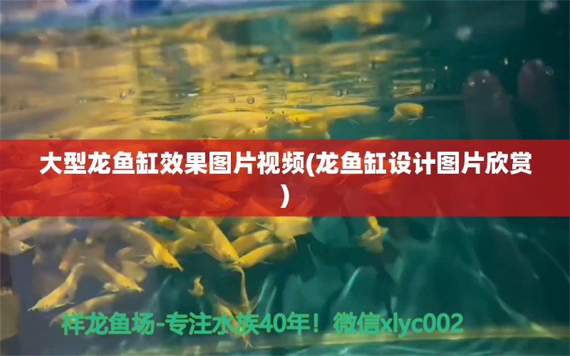 大型龍魚缸效果圖片視頻(龍魚缸設(shè)計圖片欣賞) 定時器/自控系統(tǒng) 第1張