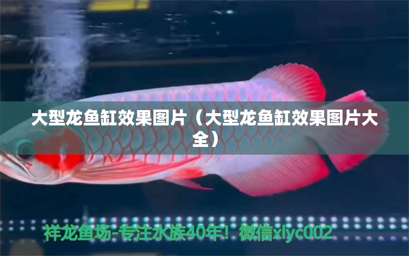 大型龍魚缸效果圖片（大型龍魚缸效果圖片大全）