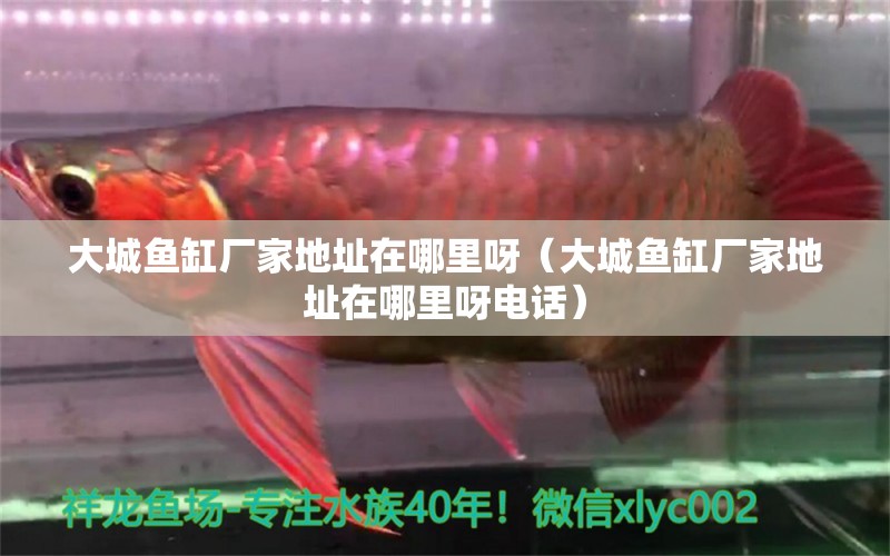 大城魚(yú)缸廠(chǎng)家地址在哪里呀（大城魚(yú)缸廠(chǎng)家地址在哪里呀電話(huà)） 祥龍水族醫(yī)院