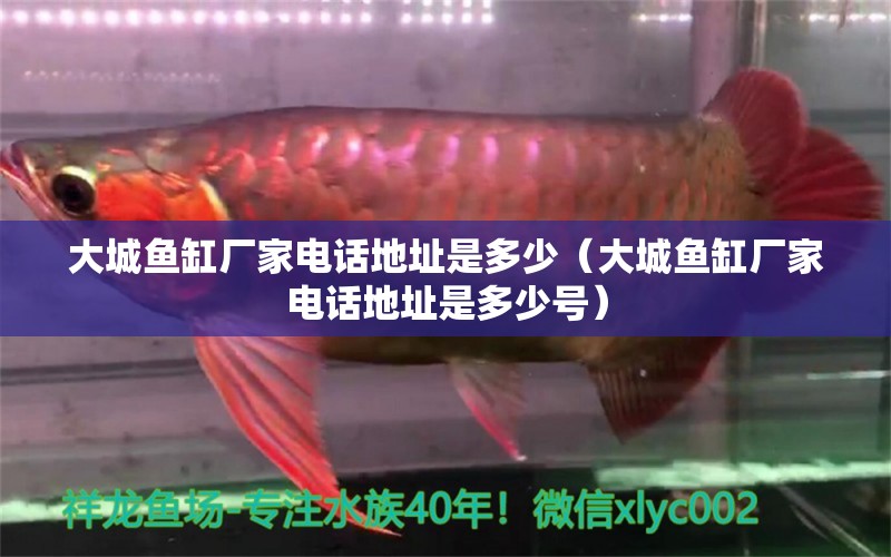 大城魚(yú)缸廠家電話地址是多少（大城魚(yú)缸廠家電話地址是多少號(hào)） 觀賞魚(yú)市場(chǎng)（混養(yǎng)魚(yú)）