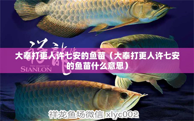 大奉打更人許七安的魚苗（大奉打更人許七安的魚苗什么意思）