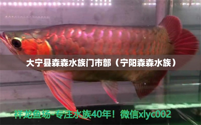 大寧縣森森水族門市部（寧陽森森水族）