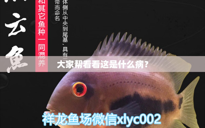 大家?guī)涂纯催@是什么病？ 龍魚(yú)疾病與治療