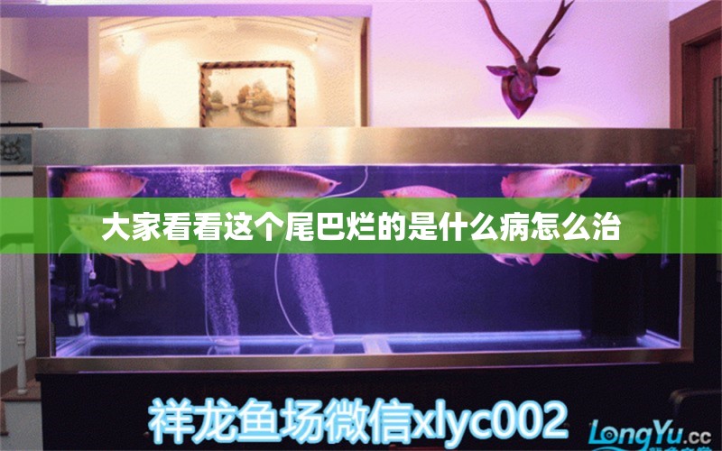 大家看看這個尾巴爛的是什么病怎么治 龍魚疾病與治療