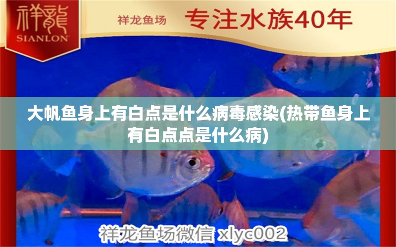 大帆魚身上有白點是什么病毒感染(熱帶魚身上有白點點是什么病) 金老虎魚