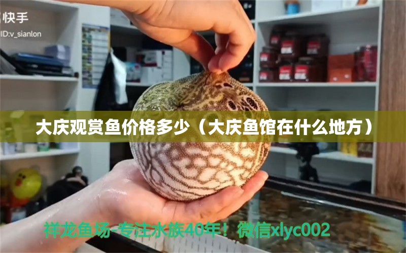 大慶觀賞魚價(jià)格多少（大慶魚館在什么地方）