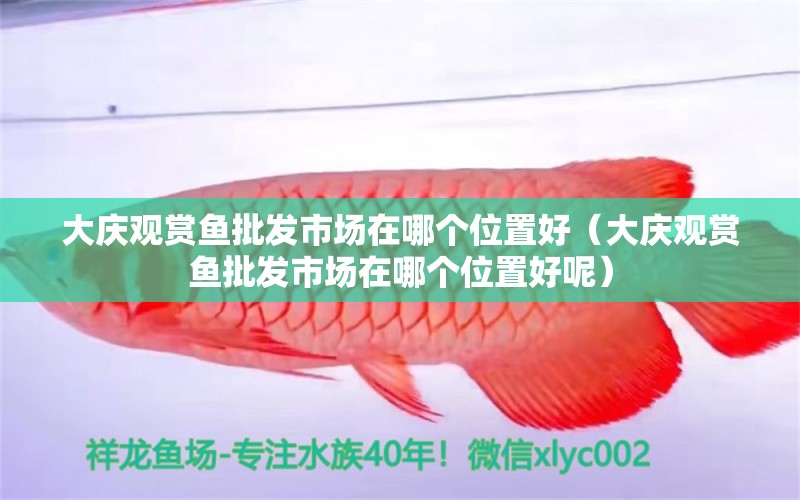 大慶觀賞魚批發(fā)市場在哪個位置好（大慶觀賞魚批發(fā)市場在哪個位置好呢）