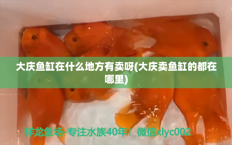 大慶魚缸在什么地方有賣呀(大慶賣魚缸的都在哪里) 白條過背金龍魚