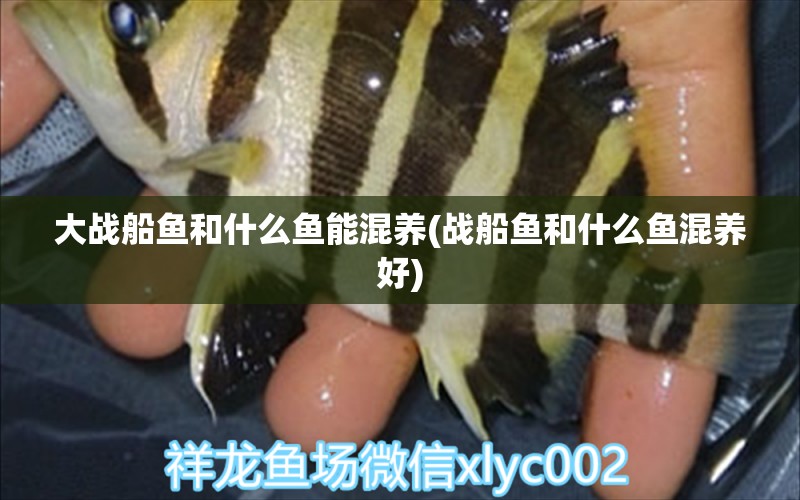 大戰(zhàn)船魚和什么魚能混養(yǎng)(戰(zhàn)船魚和什么魚混養(yǎng)好) 斑馬鴨嘴魚苗