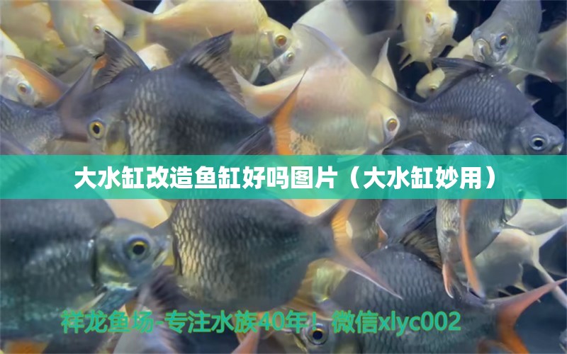 大水缸改造魚缸好嗎圖片（大水缸妙用）