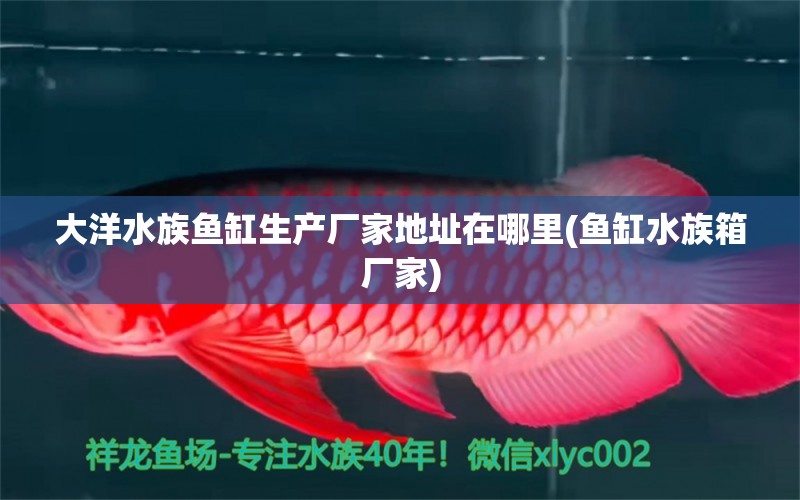 大洋水族魚缸生產(chǎn)廠家地址在哪里(魚缸水族箱廠家) 魚缸/水族箱