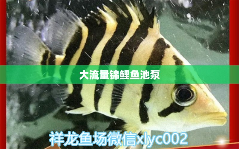 大流量錦鯉魚(yú)池泵 廣州水族器材濾材批發(fā)市場(chǎng)