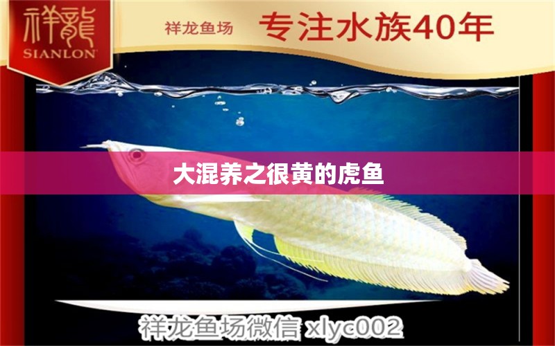 大混養(yǎng)之很黃的虎魚 虎魚百科