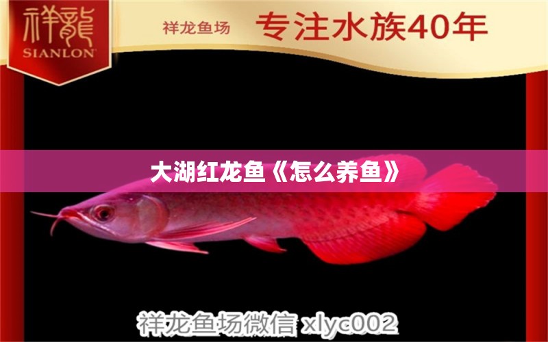 大湖紅龍魚《怎么養(yǎng)魚》 大湖紅龍魚