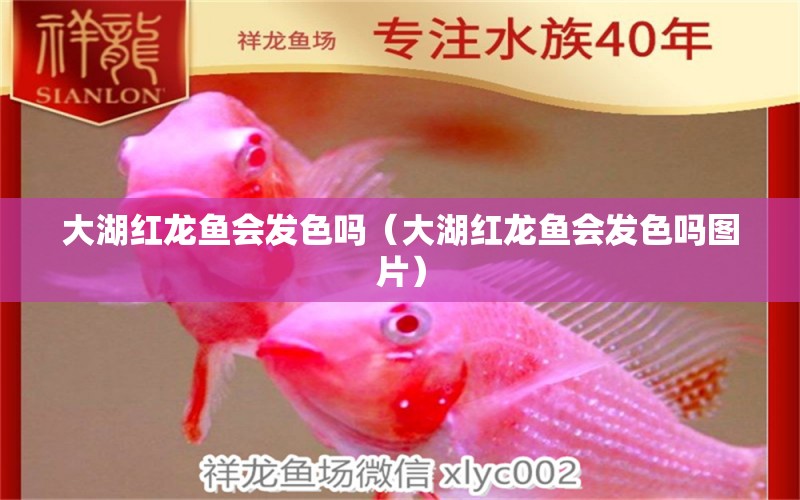 大湖紅龍魚(yú)會(huì)發(fā)色嗎（大湖紅龍魚(yú)會(huì)發(fā)色嗎圖片） 大湖紅龍魚(yú)