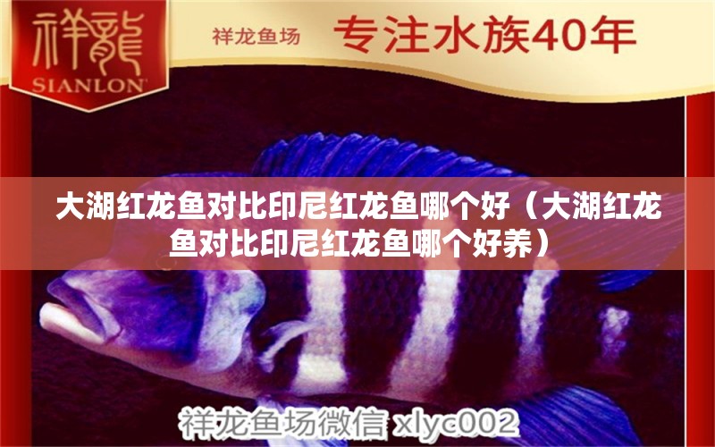 大湖紅龍魚(yú)對(duì)比印尼紅龍魚(yú)哪個(gè)好（大湖紅龍魚(yú)對(duì)比印尼紅龍魚(yú)哪個(gè)好養(yǎng)） 大湖紅龍魚(yú)