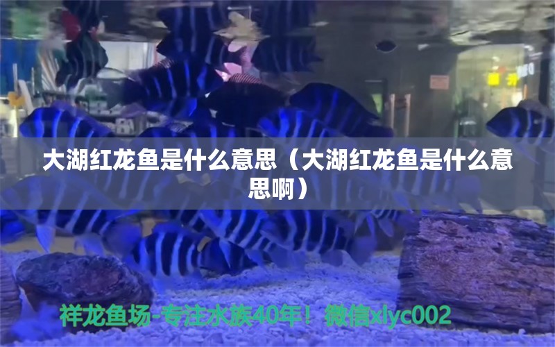 大湖紅龍魚是什么意思（大湖紅龍魚是什么意思?。?大湖紅龍魚