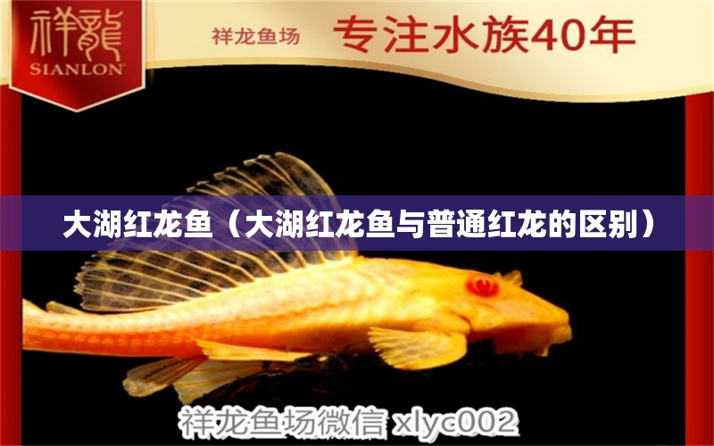 大湖紅龍魚（大湖紅龍魚與普通紅龍的區(qū)別） 大湖紅龍魚