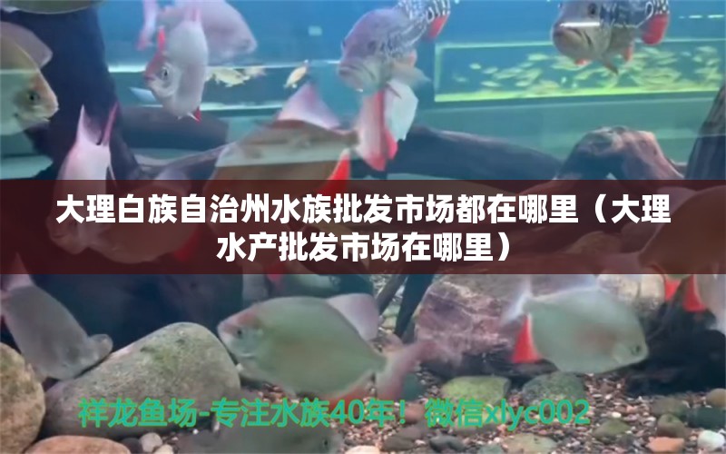 大理白族自治州水族批發(fā)市場(chǎng)都在哪里（大理水產(chǎn)批發(fā)市場(chǎng)在哪里） 觀賞魚(yú)水族批發(fā)市場(chǎng)