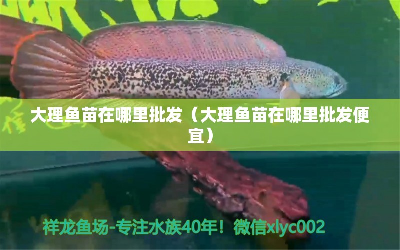 大理魚苗在哪里批發(fā)（大理魚苗在哪里批發(fā)便宜） 廣州龍魚批發(fā)市場