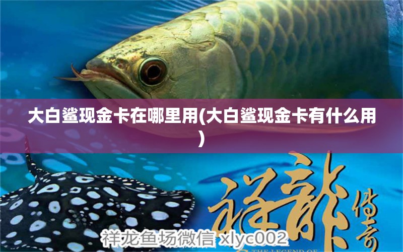 大白鯊現(xiàn)金卡在哪里用(大白鯊現(xiàn)金卡有什么用) 其他品牌魚缸