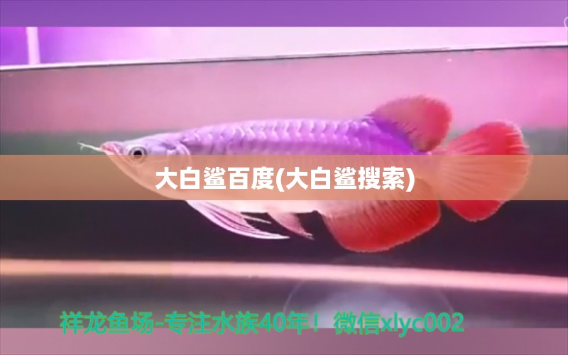 大白鯊百度(大白鯊搜索) 一眉道人魚