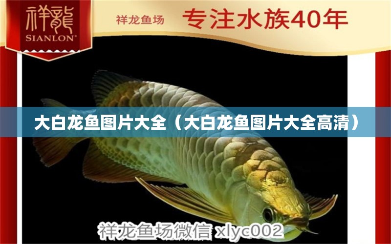 大白龍魚圖片大全（大白龍魚圖片大全高清）