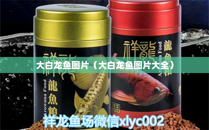 大白龍魚圖片（大白龍魚圖片大全）