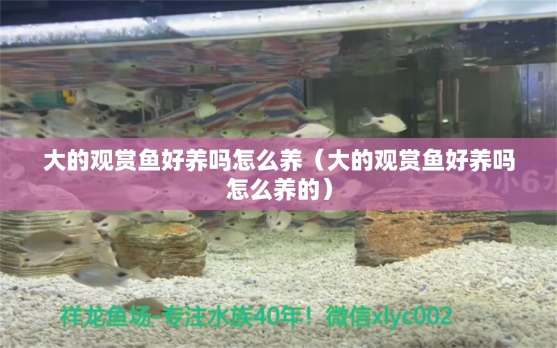 大的觀賞魚好養(yǎng)嗎怎么養(yǎng)（大的觀賞魚好養(yǎng)嗎怎么養(yǎng)的） 斑馬鴨嘴魚苗