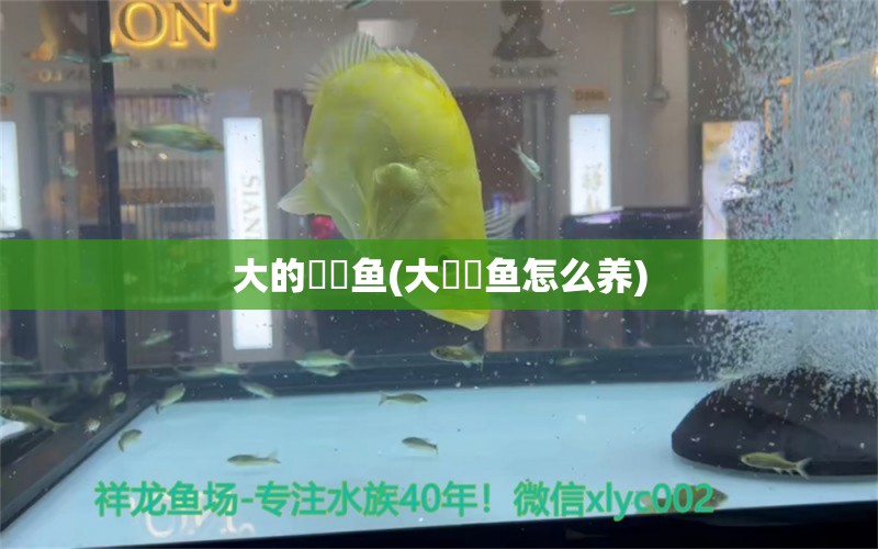 大的鳑鲏?mèng)~(大鳑鲏?mèng)~怎么養(yǎng)) 小型觀賞魚(yú)