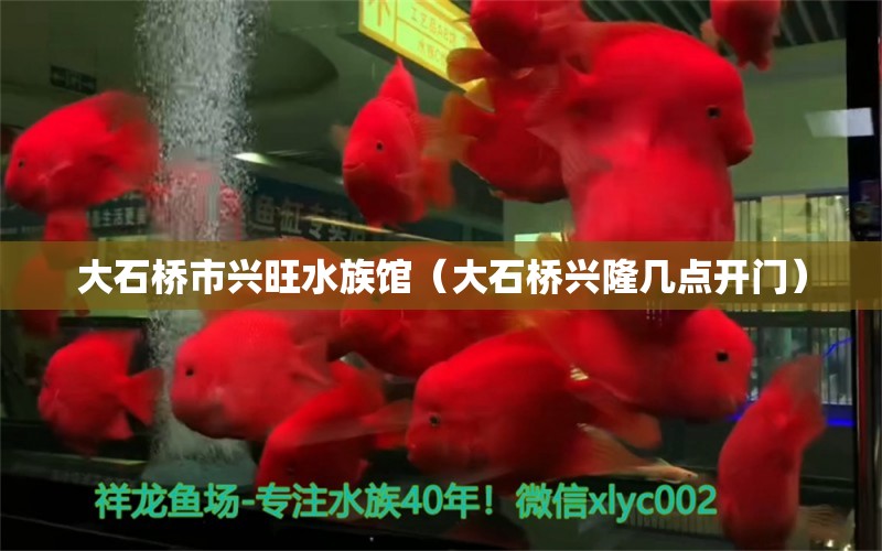 大石橋市興旺水族館（大石橋興隆幾點(diǎn)開門） 全國水族館企業(yè)名錄