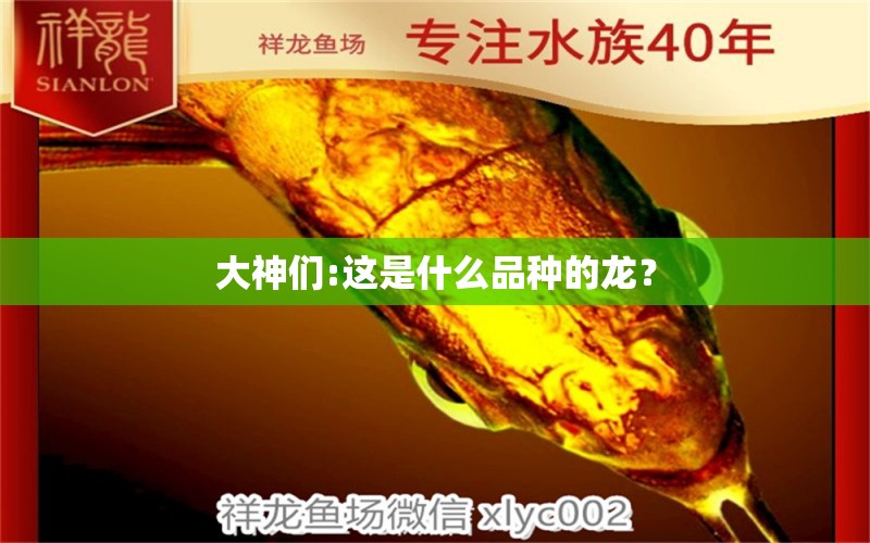 大神們:這是什么品種的龍？ 白條過(guò)背金龍魚