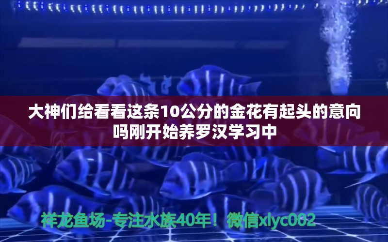 大神們給看看這條10公分的金花有起頭的意向嗎剛開始養(yǎng)羅漢學習中 祥龍水族護理水