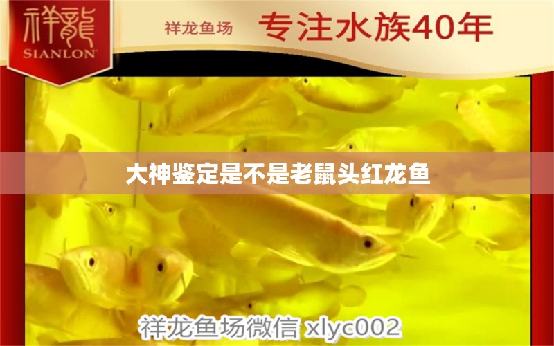 大神鑒定是不是老鼠頭紅龍魚 養(yǎng)魚知識 第1張