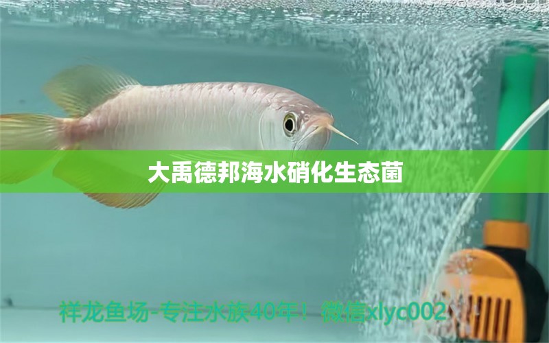 大禹德邦海水硝化生態(tài)菌 廣州水族器材濾材批發(fā)市場(chǎng)