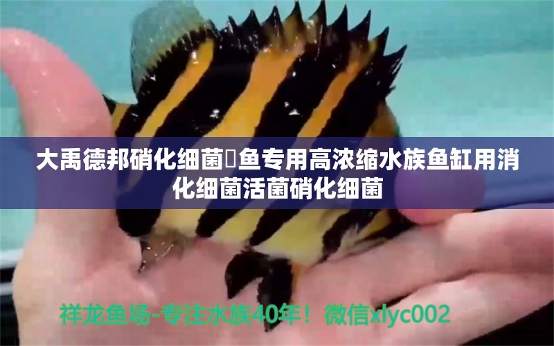 大禹德邦硝化細(xì)菌魟魚專用高濃縮水族魚缸用消化細(xì)菌活菌硝化細(xì)菌