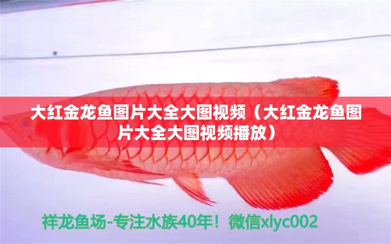 大紅金龍魚圖片大全大圖視頻（大紅金龍魚圖片大全大圖視頻播放） 硝化細(xì)菌