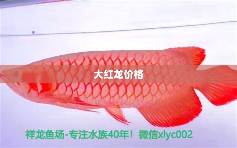 大紅龍價格 龍魚批發(fā)