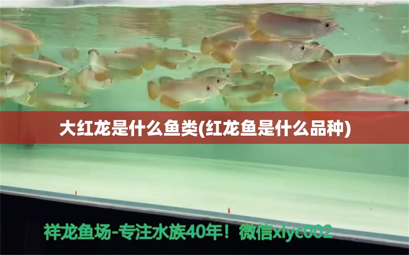 大紅龍是什么魚類(紅龍魚是什么品種) 馬拉莫寶石魚苗