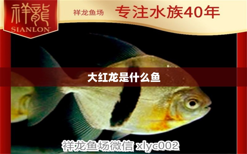 大紅龍是什么魚