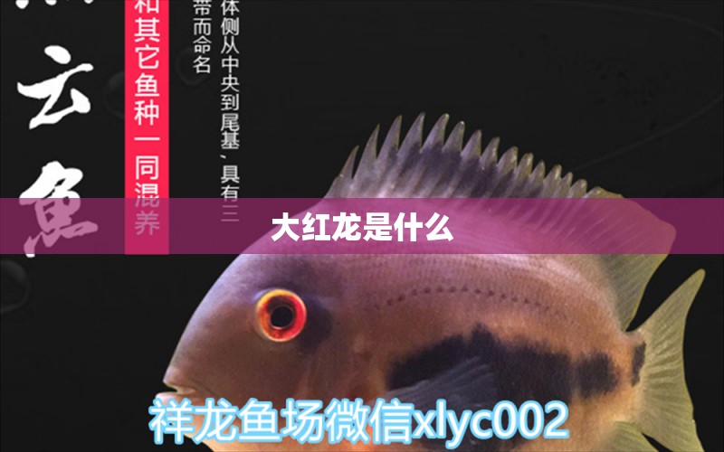 大紅龍是什么 龍魚批發(fā)